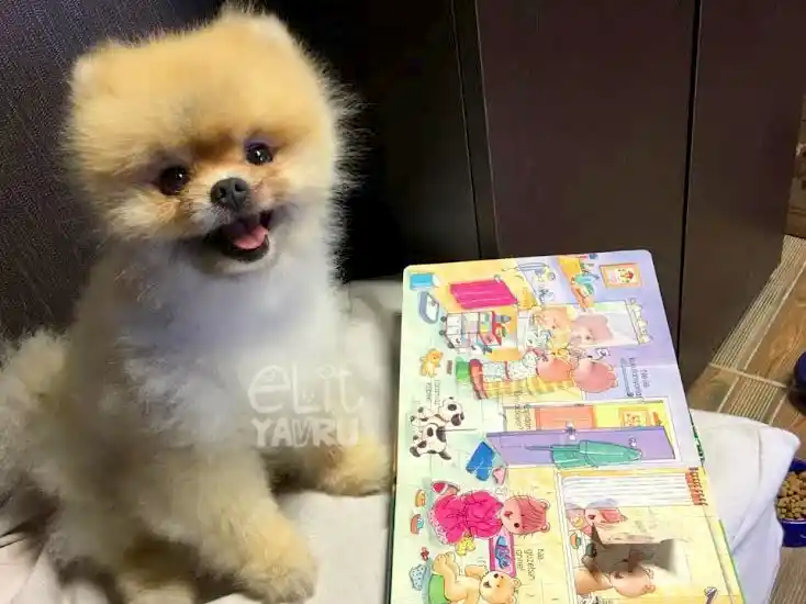 Sinem Ayan'ın Leo'su eğitimini başarıyla tamamladı