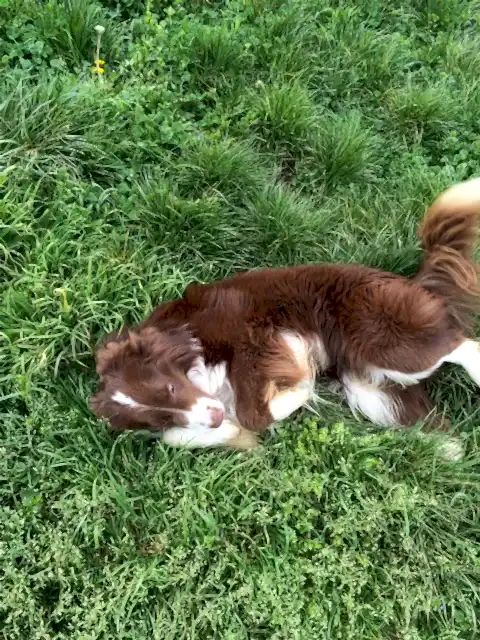 Leroy elit pansiyonda doğanın tadını çıkarıyor