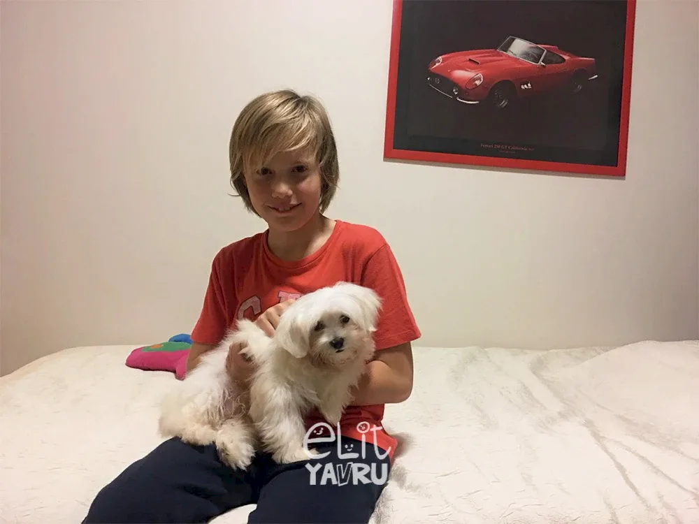 Maltese Terrier Max, tuvalet eğitimi sonrası evine kavuştu