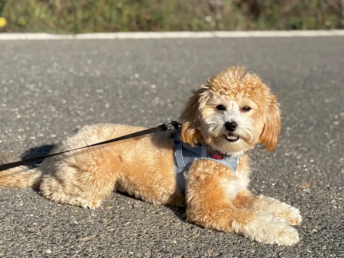 Pansiyonerlerimizden Maltipoo Tarçın