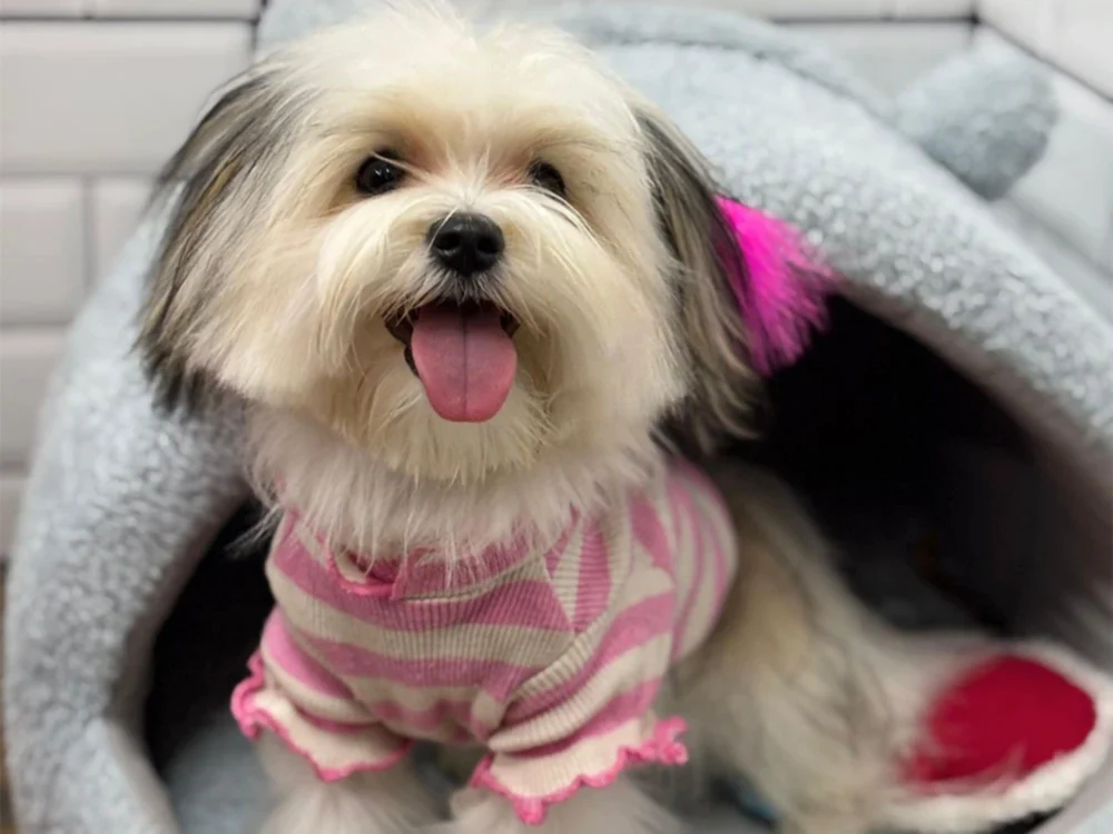 Lady'nin İlk Otel Deneyimi