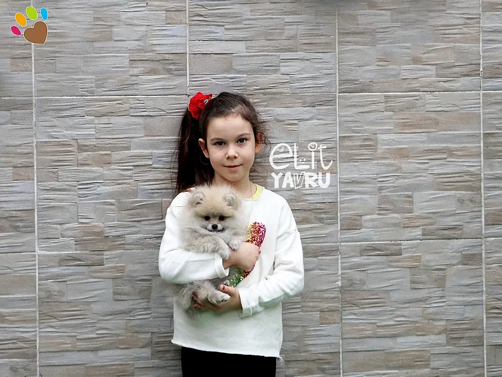 Mert Bey ve ailesinin yeni üyesi Pomeranian Boo yavrumuz