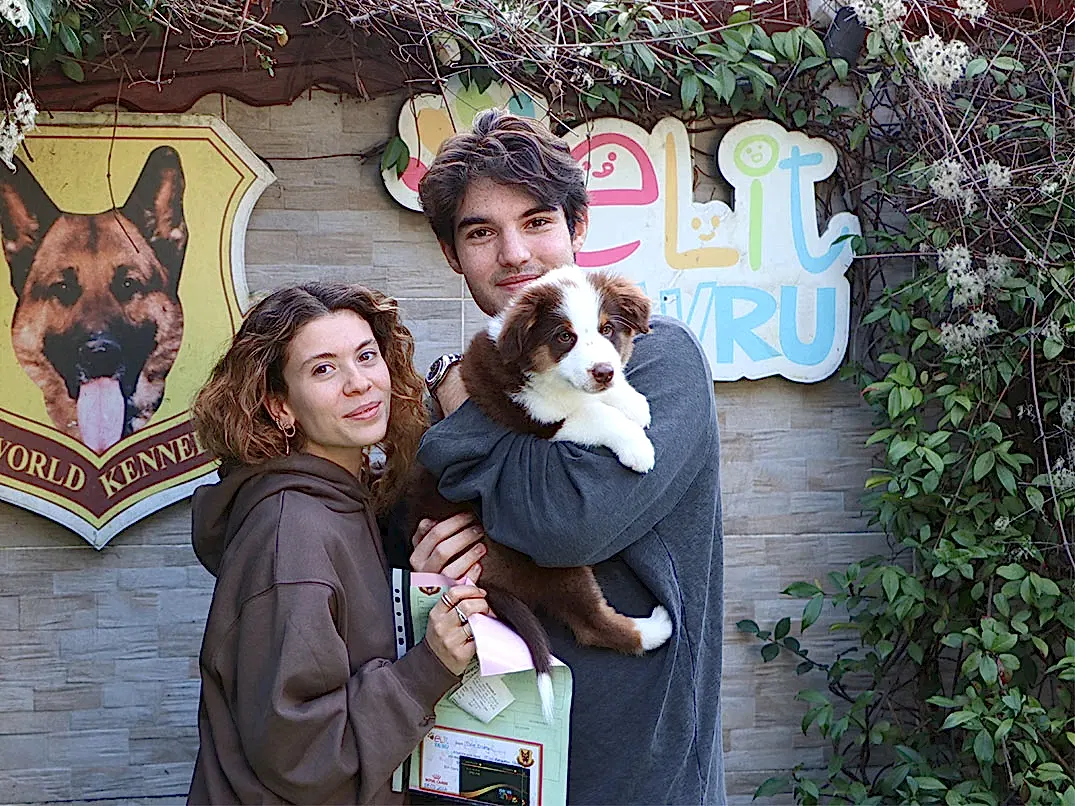 Mert Bey ve ailesi Miniature American Shepherd yavrularına kavuştular