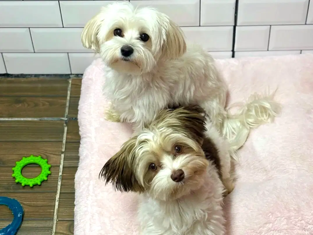 Misafirlerimizden: Charlie & Bailey