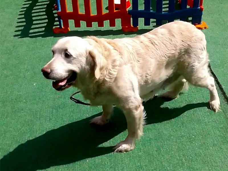 Pansiyonerimiz Suşi, çiftliğimizde olmaktan çok mutlu