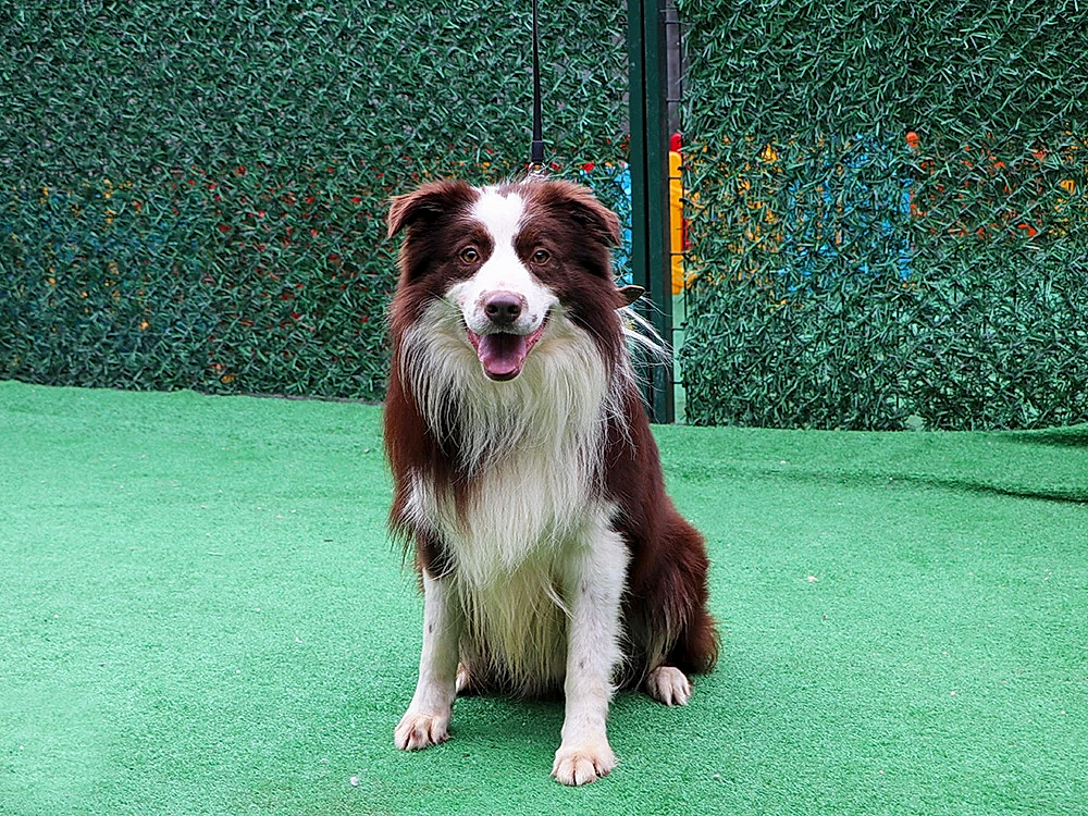 Pansiyonerlerimiz Border Collie Max ve Boxer Zeus