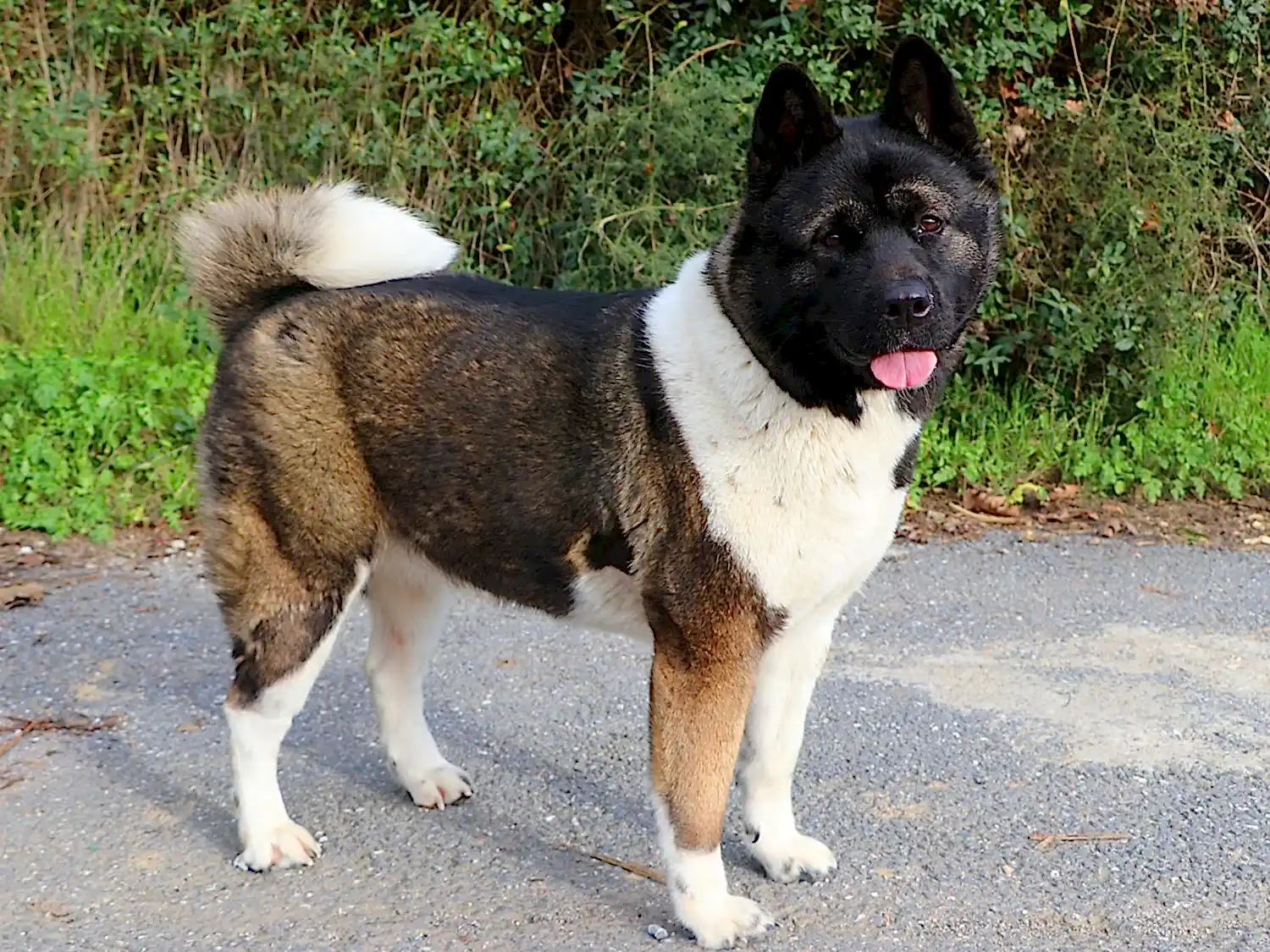 Pet Otel Misafirimiz Akita Moshi