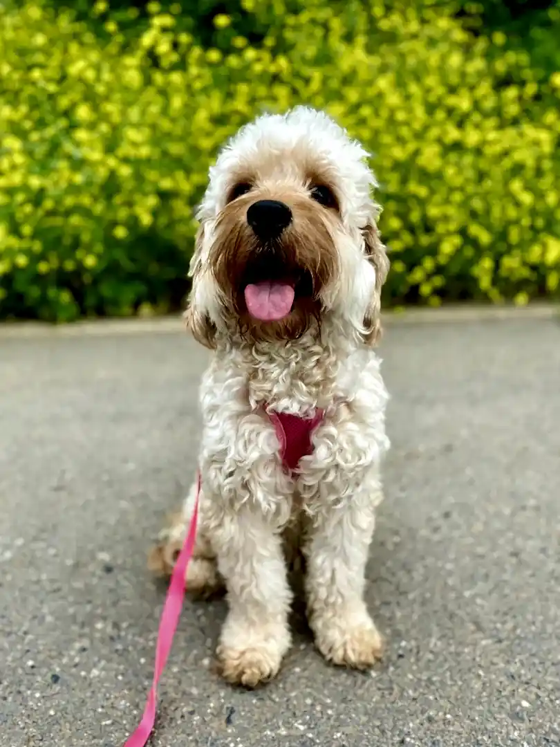 Pet Otelimizin Yeni Misafiri Atlas