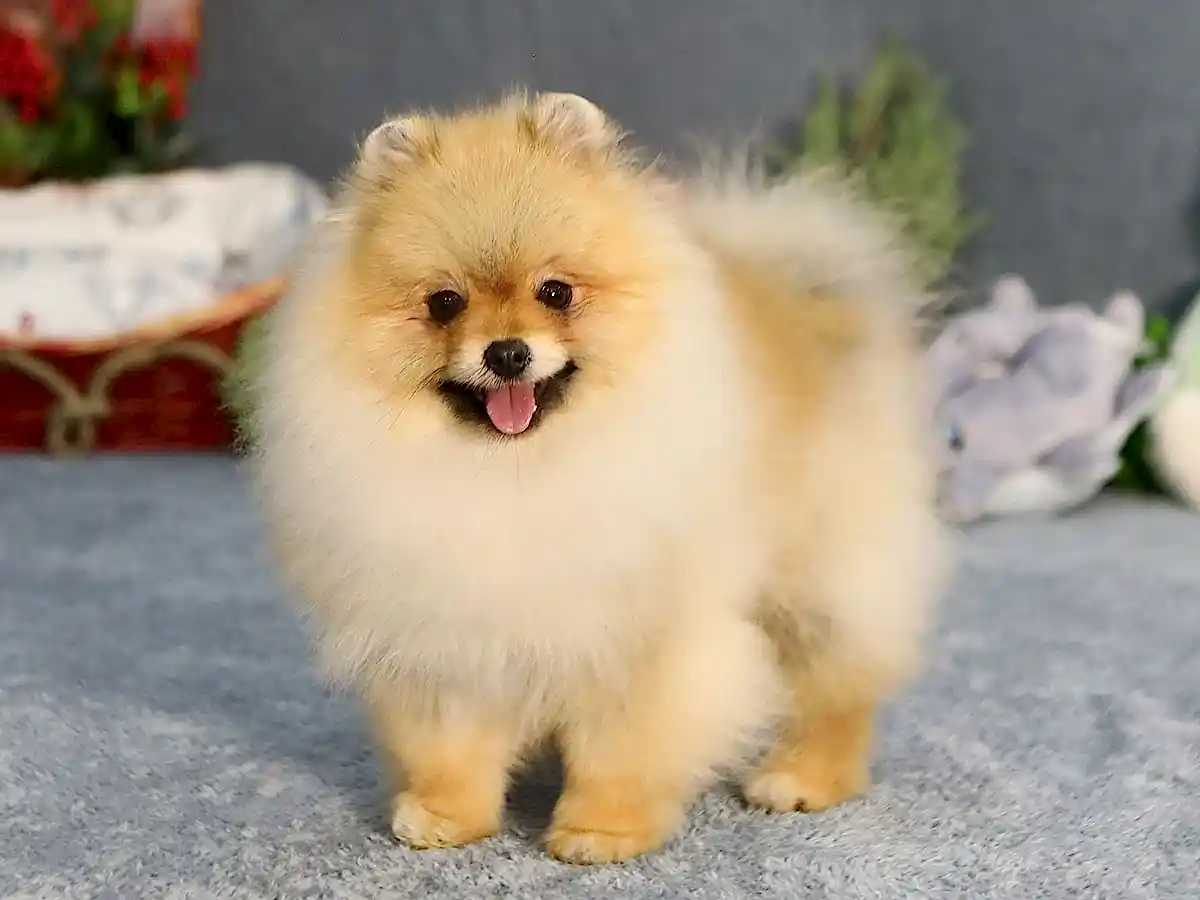 Pomeranian Max