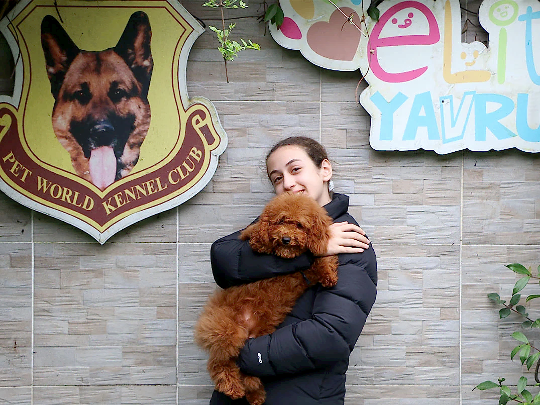 Sevgili Gür ailesi Poodle yavrularına kavuştular