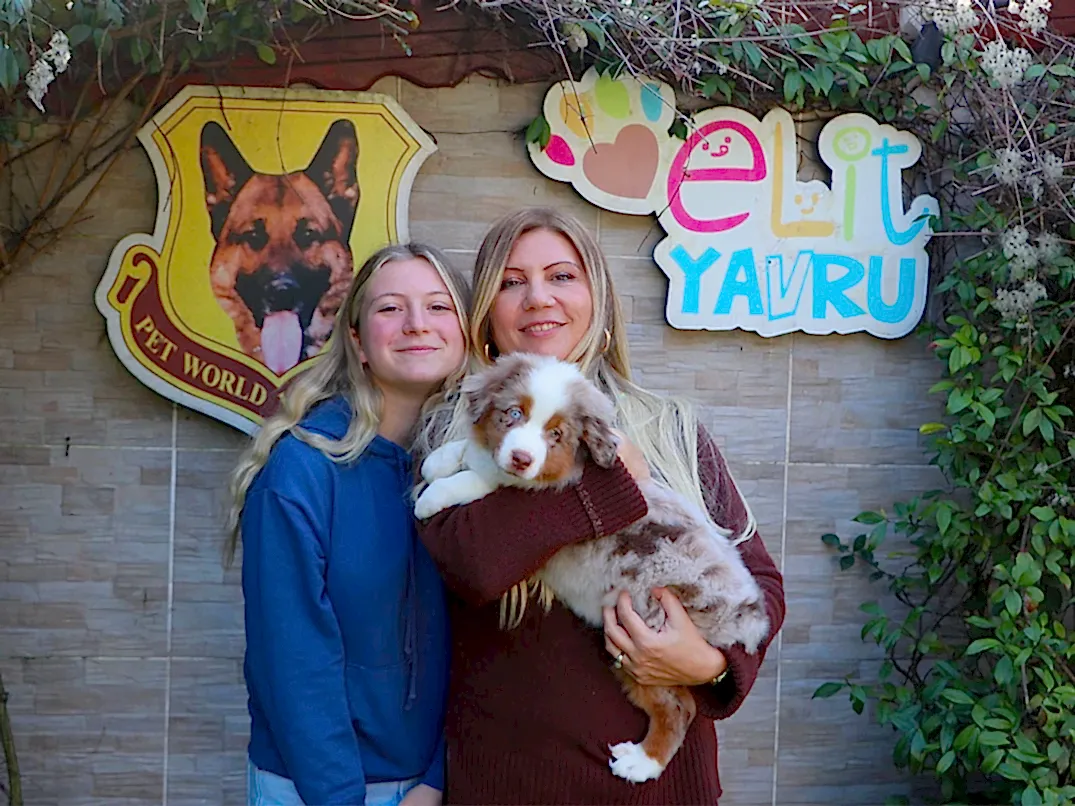 Sevgili Sevda Hanım ve ailesi Miniature American Shepherd yavrularına kavuştular