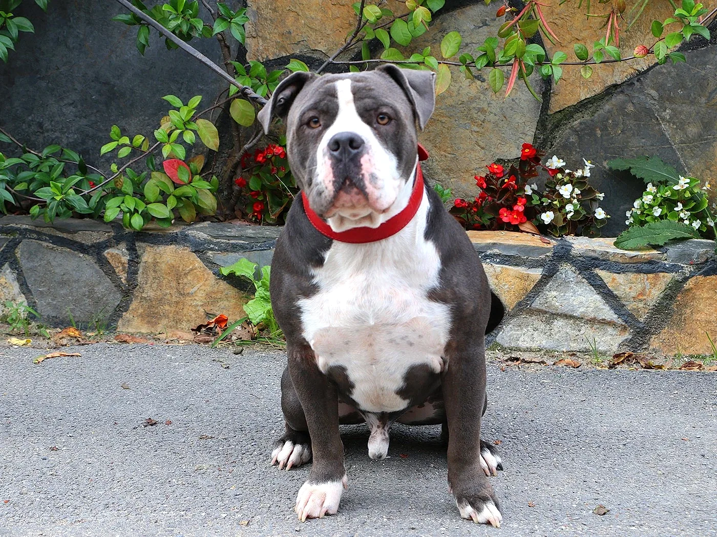 Sevgili Murat Bey'in American Bully dostu Tomruk'u Elit Pet Otelimizde ağırladık