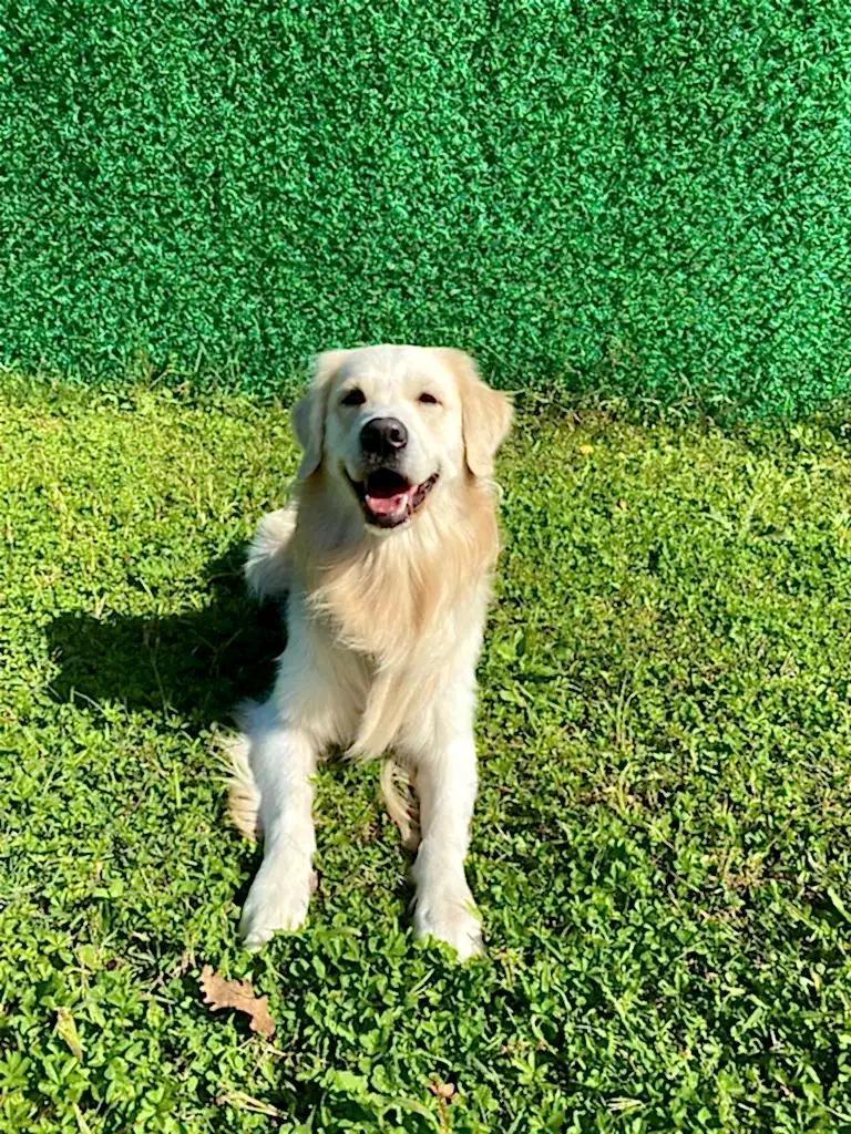 Sevimli Misafirimiz Golden Retriever Latte