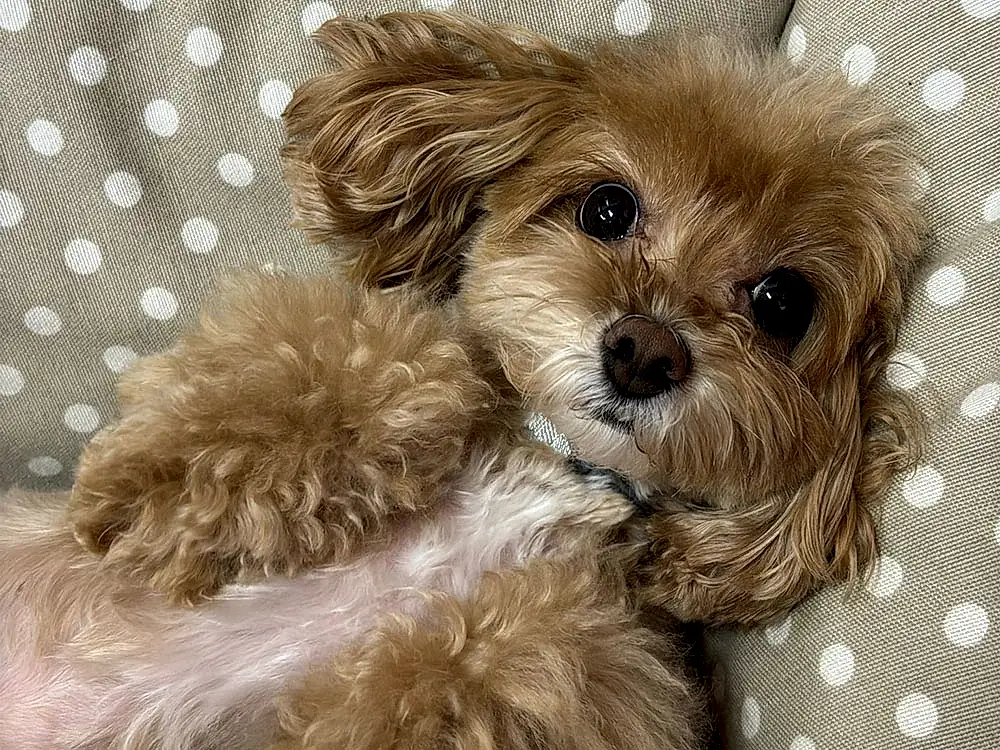 Uykucu Misafirimiz Maltipoo Luna