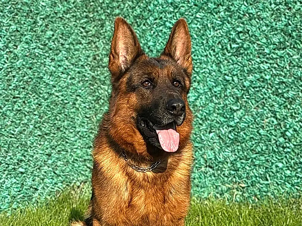 Pansiyonerlerimizden Alman Kurdu Mars