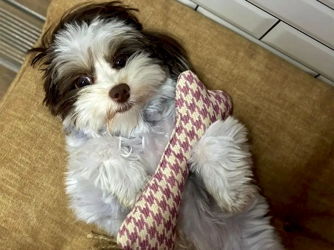 Pansiyonerlerimizden Morkie Oreo