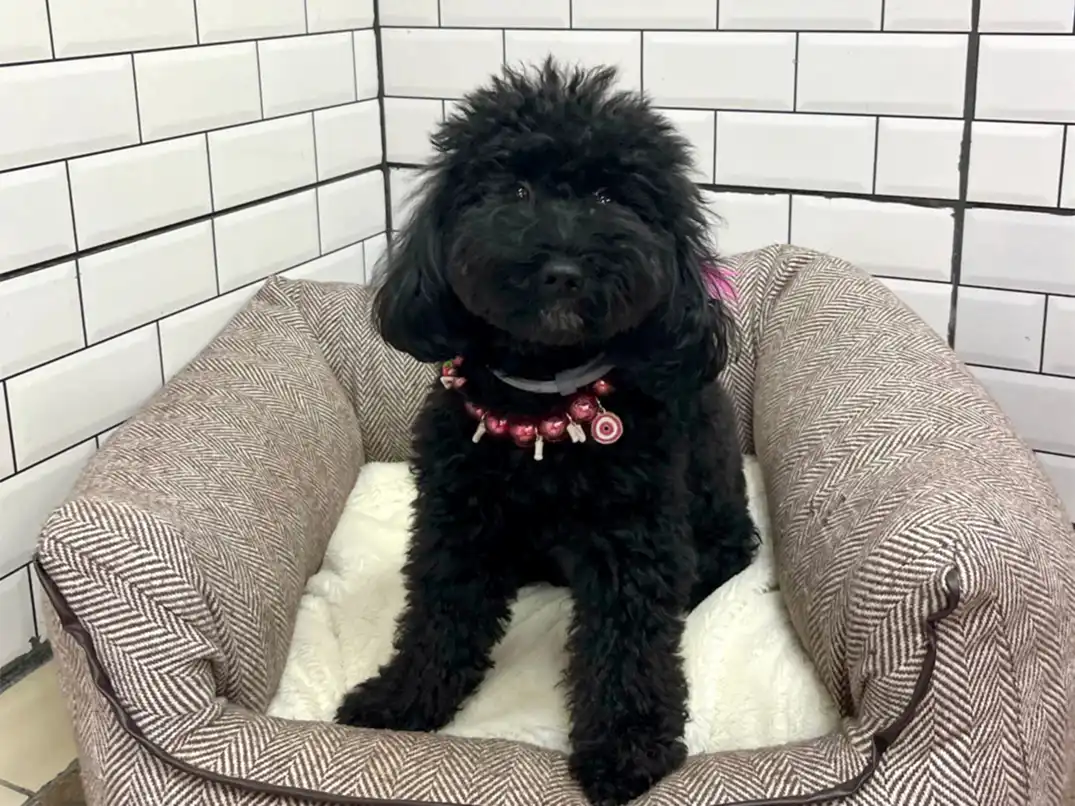 Pansiyonerlerimizden Poodle Zeytin