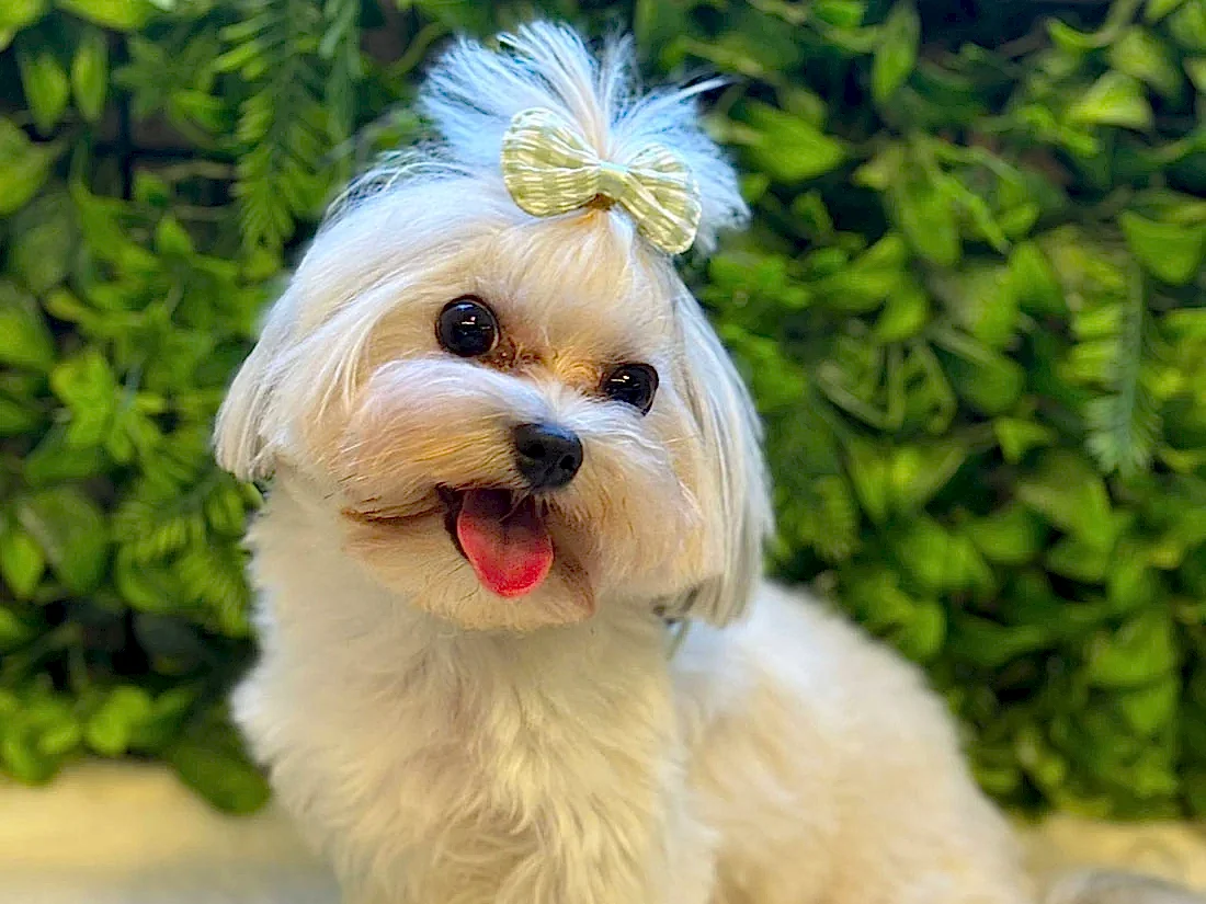 Morkie Luca Elit Yavru Pet Otel'de