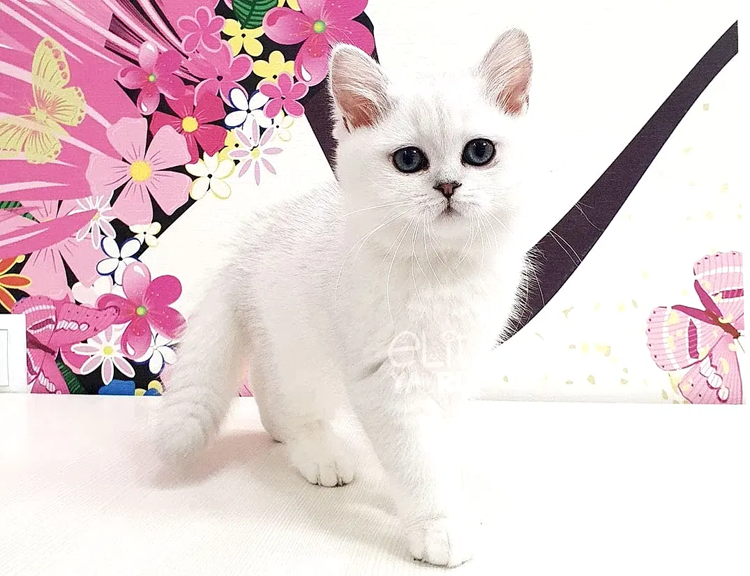 British Shorthair Mia