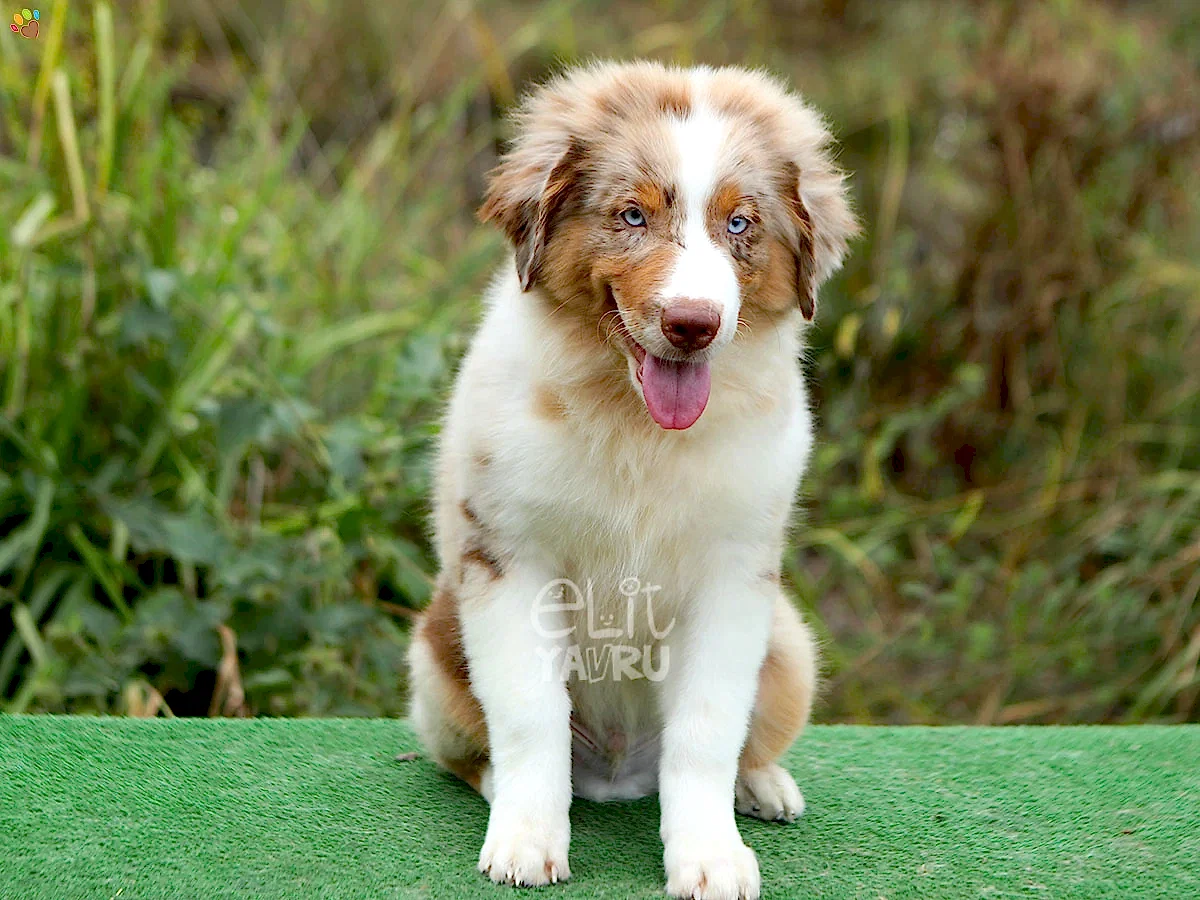 Miniature American Shepherd Shadow