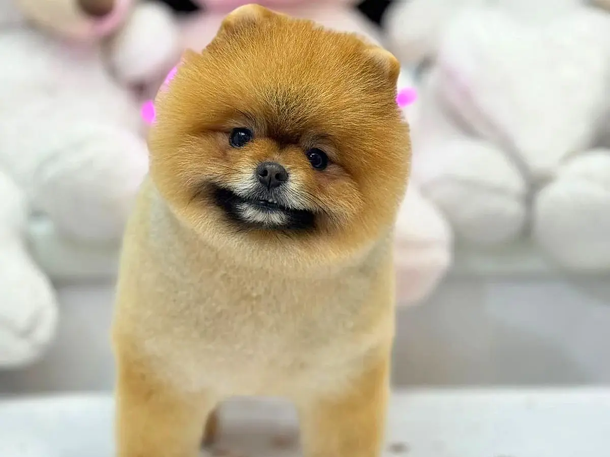 Pomeranian Tofu