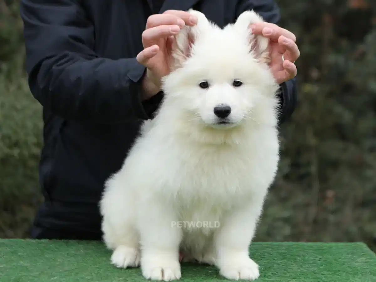 Alman Çoban Köpeği Hector