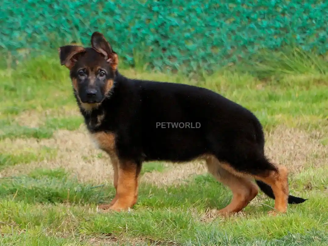 Alman Çoban Köpeği Emma