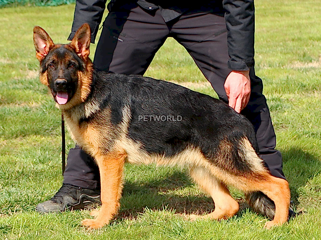 Alman Çoban Köpeği Ranger 2