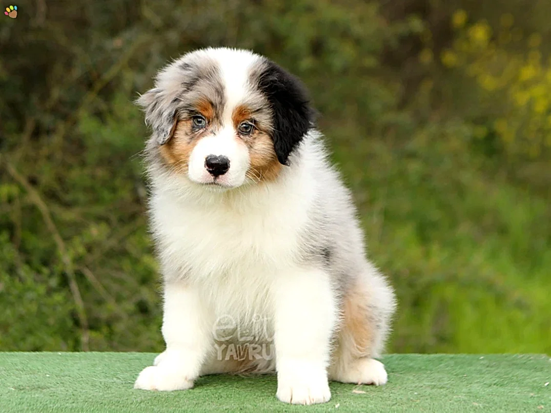 Australian Shepherd Edward 5