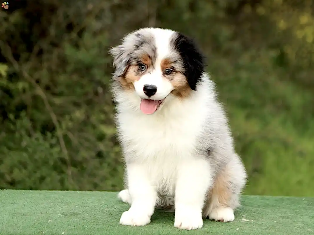 Australian Shepherd Edward 3