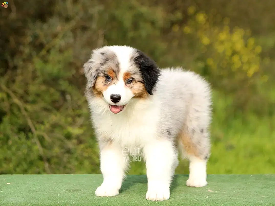 Australian Shepherd Edward 4