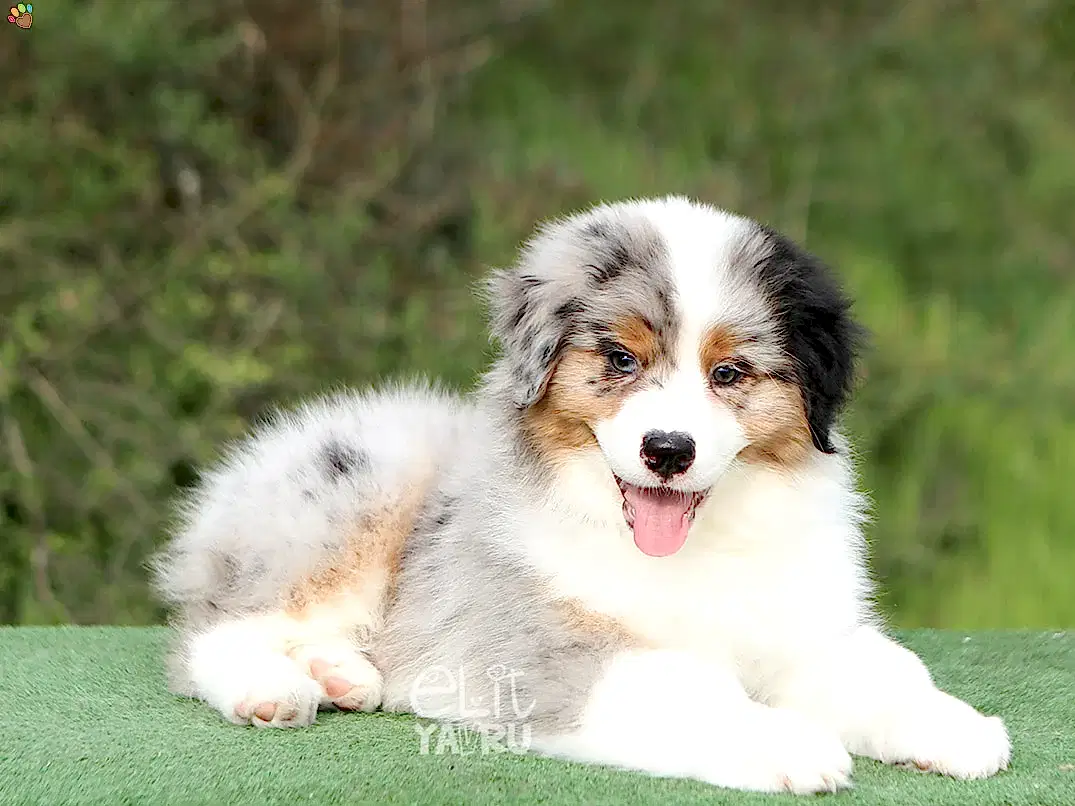 Australian Shepherd Edward 2