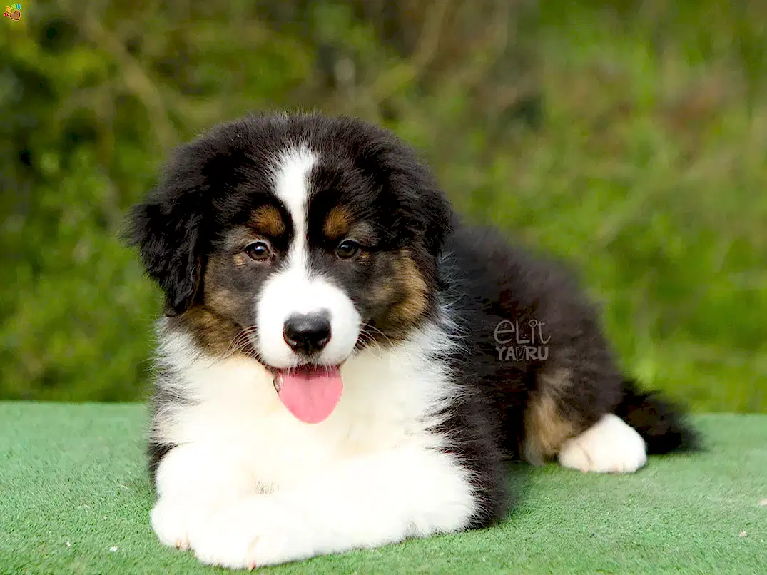 Australian Shepherd Harley