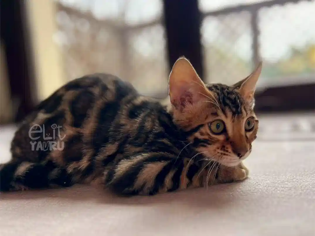 Bengal Rusty