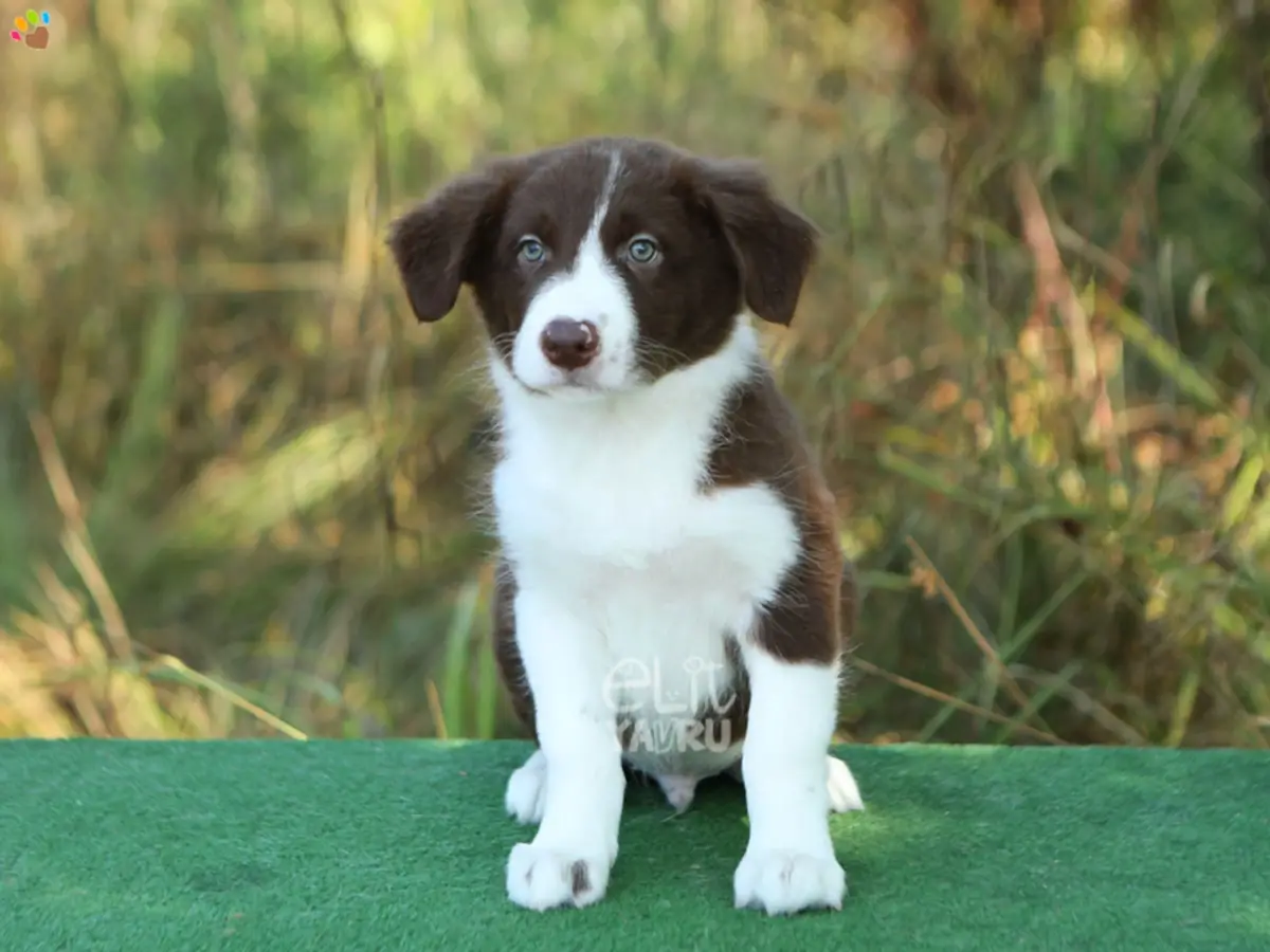 Border Collie Bernie