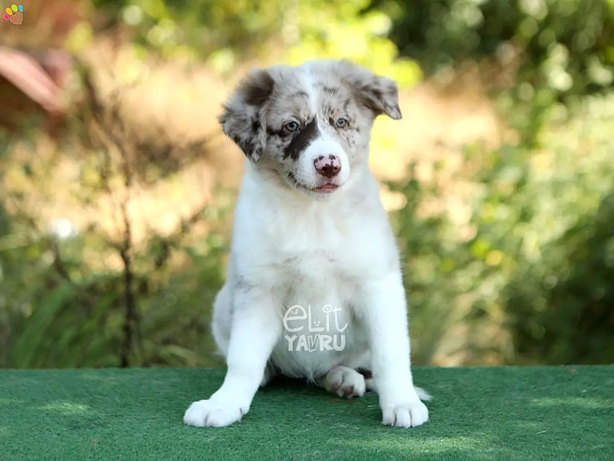 Border Collie Bubbles