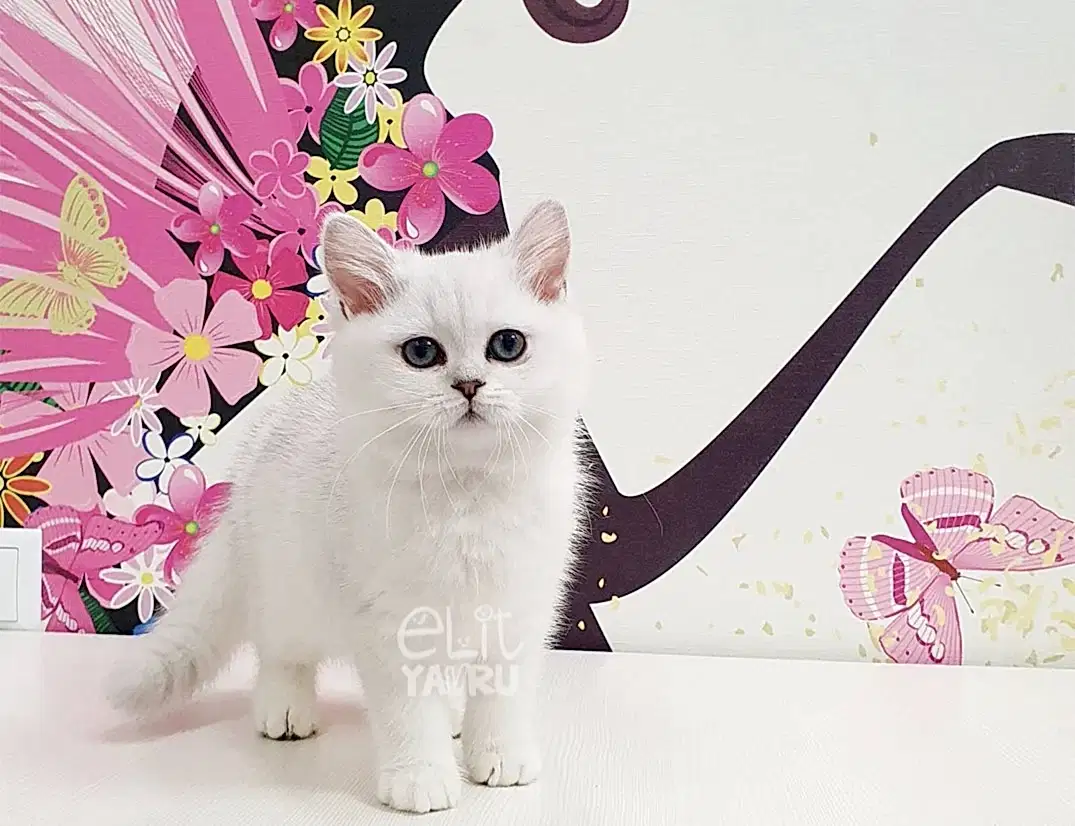 British Shorthair Mia 2