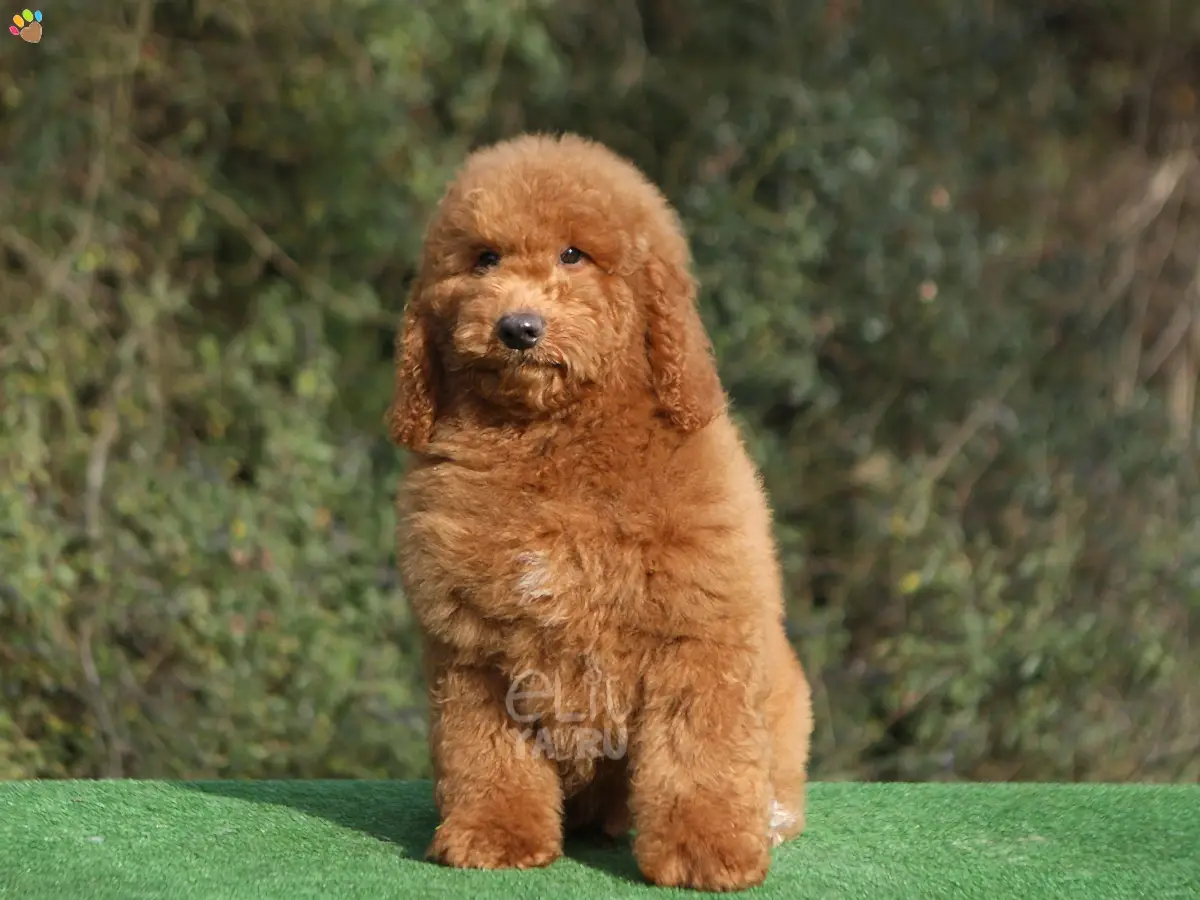 Labradoodle Levi 3