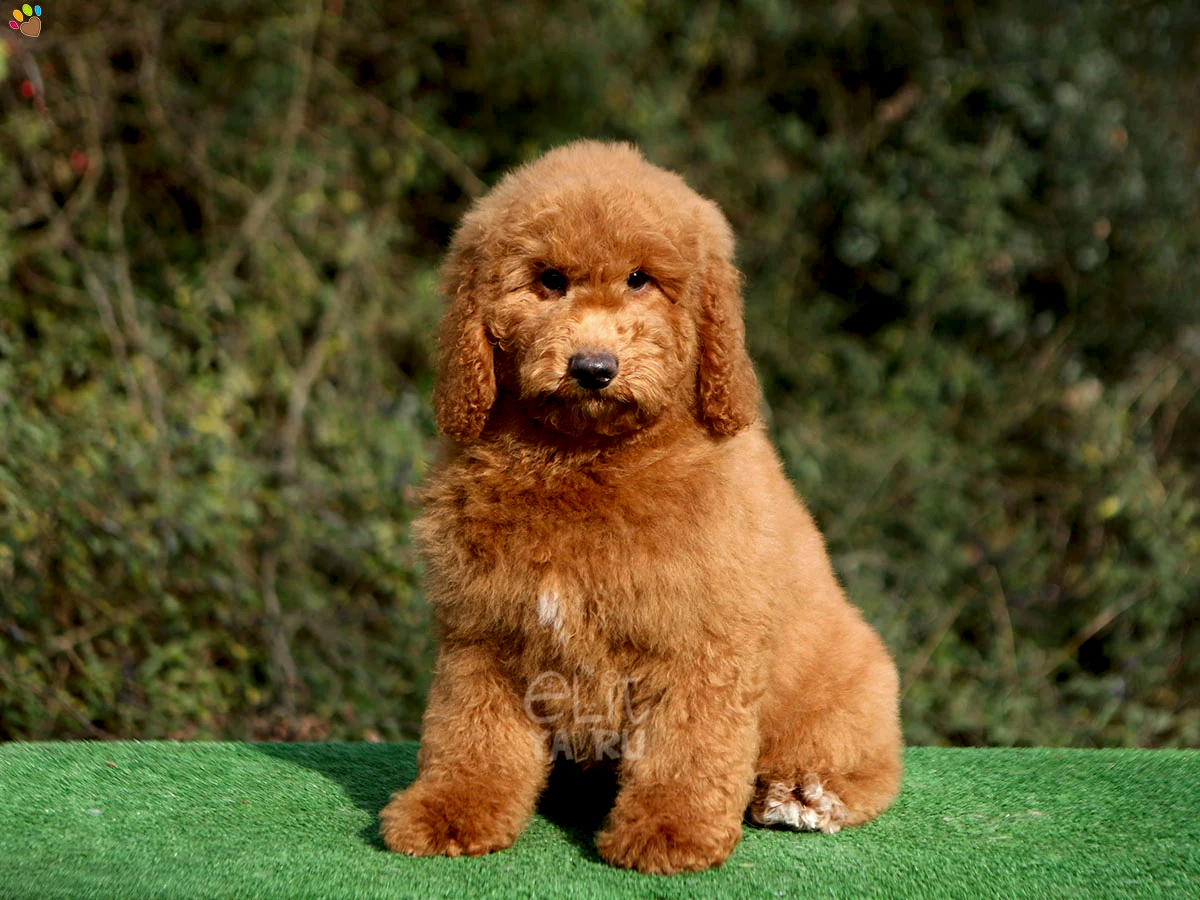 Labradoodle Levi 2