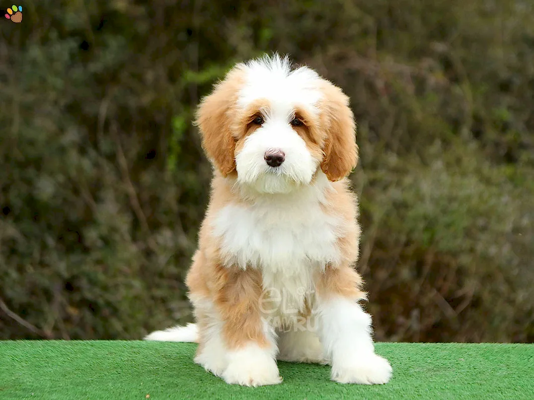 Labradoodle Lisbon 3