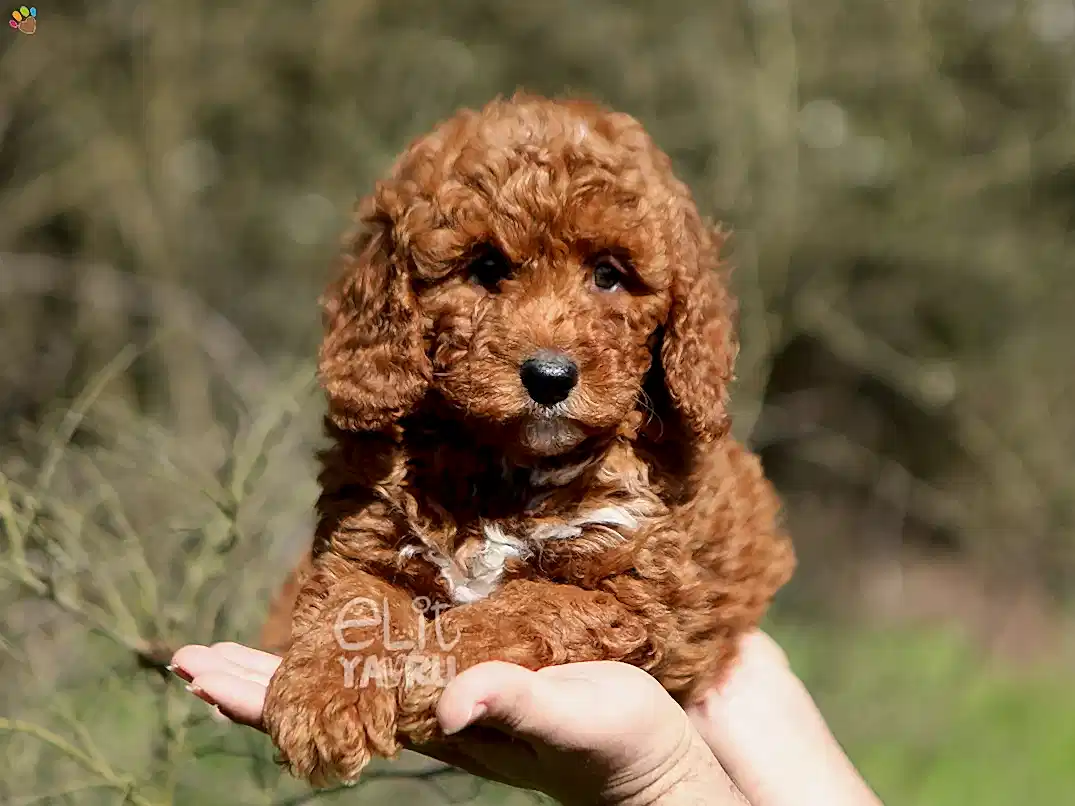 Labradoodle Lulu