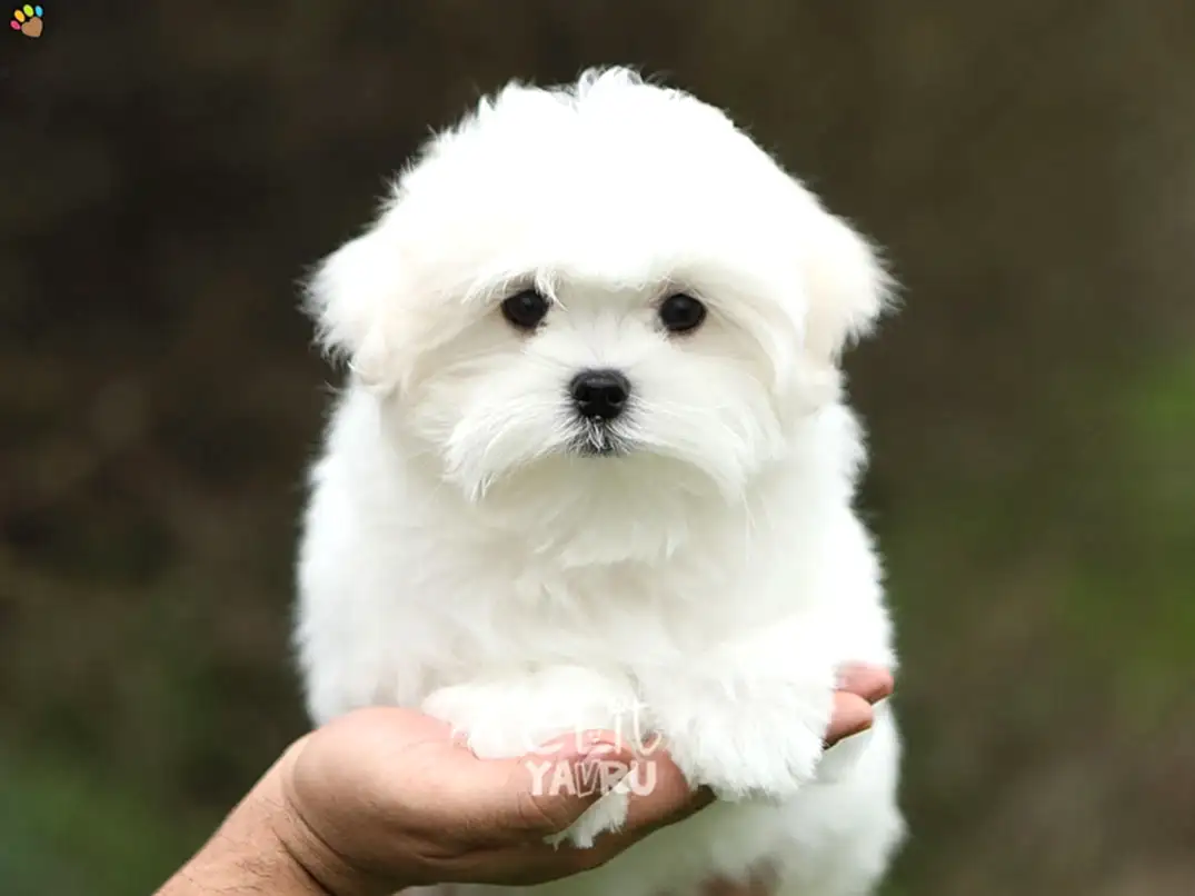 Maltese Terrier Manu