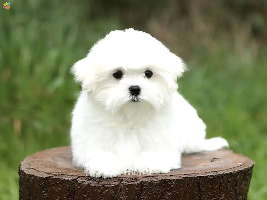 Maltese Terrier Manu 3