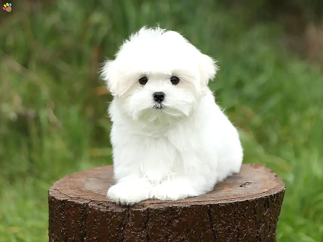 Maltese Terrier Manu 1