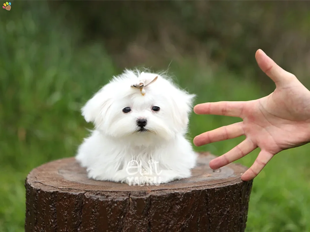 Maltese Terrier Mikky