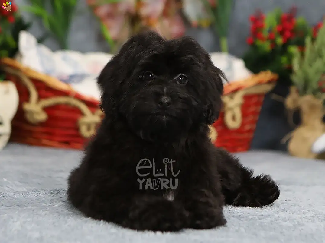 Maltipoo Enzo