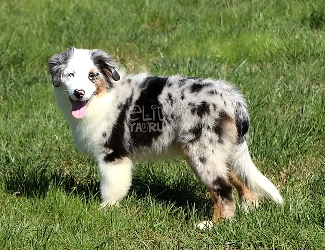 Miniature American Shepherd Loki