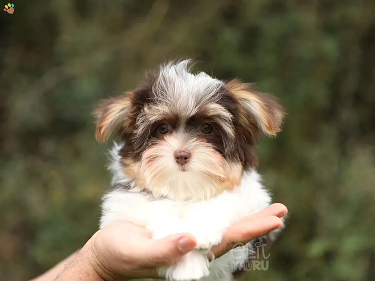 Morkie Mia