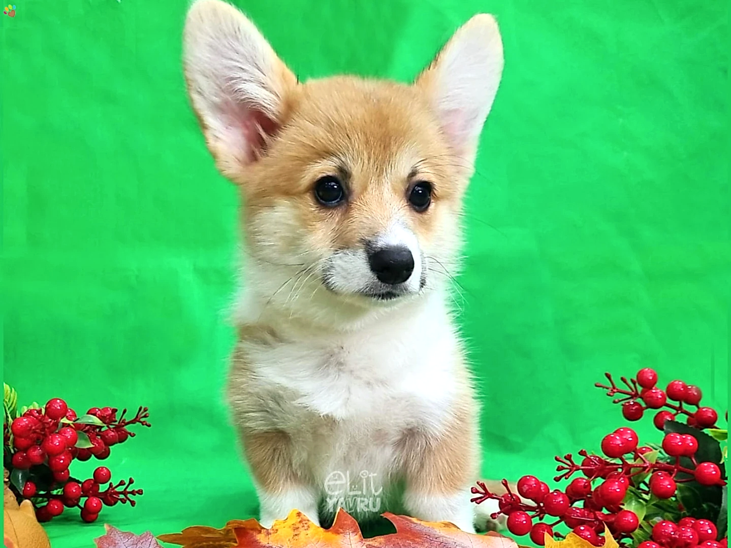 Pembroke Welsh Corgi Candy