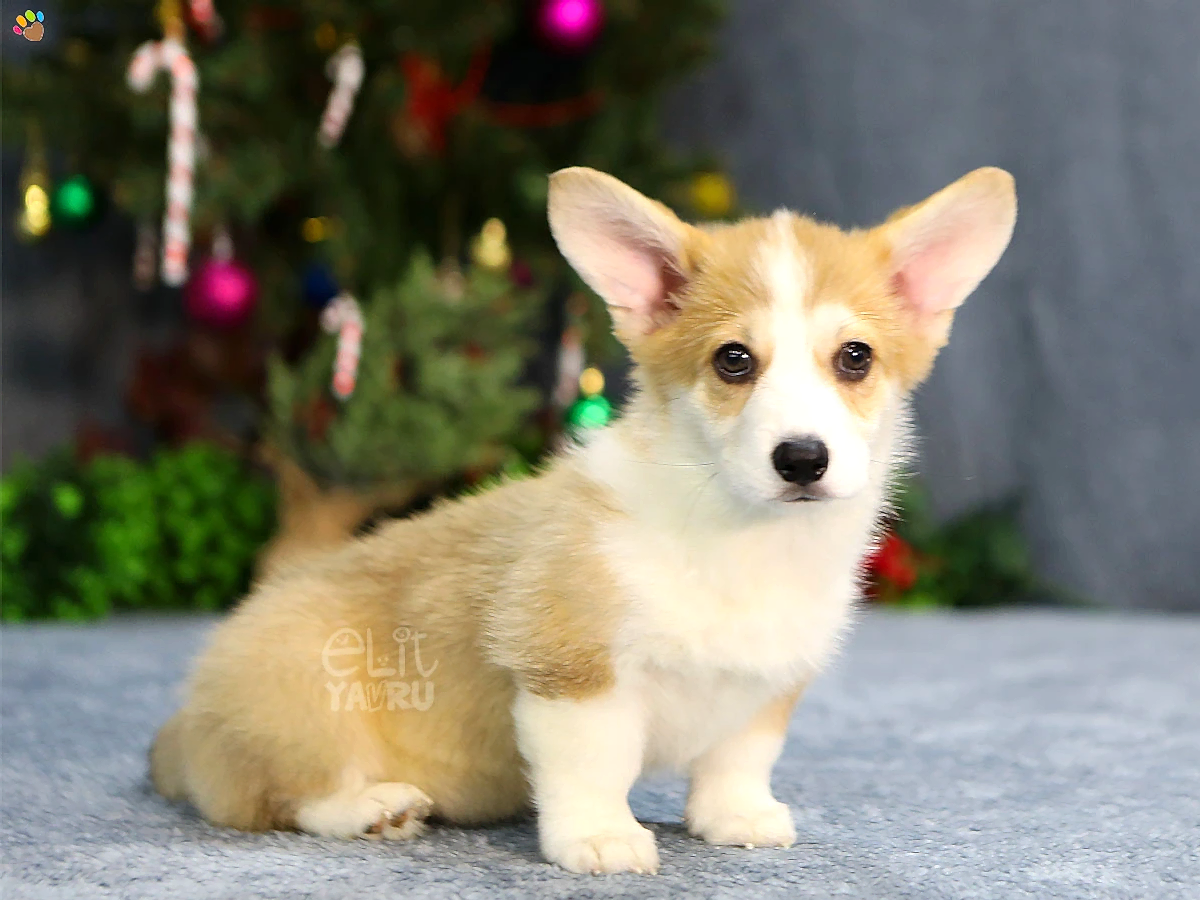 Pembroke Welsh Corgi Chanel 1